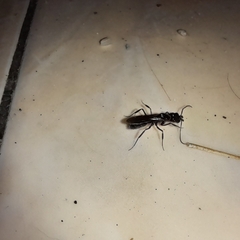 Odontomachus