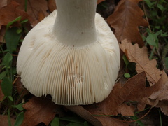 Russula grisea