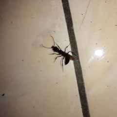 Odontomachus