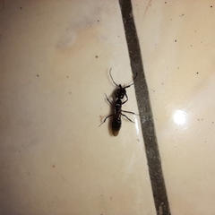 Odontomachus