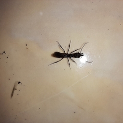 Odontomachus