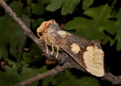 Phalera bucephaloides