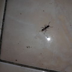 Odontomachus