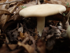 Leucopaxillus paradoxus