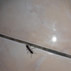 Odontomachus