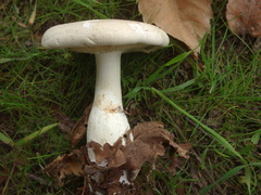 Leucopaxillus paradoxus