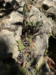 Myriopteris intertexta