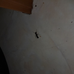 Odontomachus