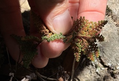 Myriopteris intertexta