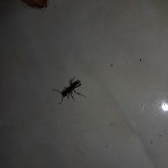 Odontomachus