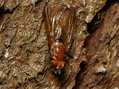 Pyrgotidae