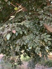 Millettia pinnata