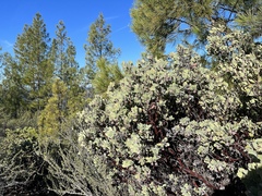 Arctostaphylos canescens