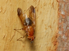 Pyrgotidae