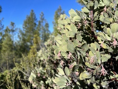 Arctostaphylos canescens