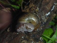 Helminthoglypta phlyctaena