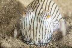 Sepioloidea lineolata