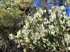 Arctostaphylos canescens