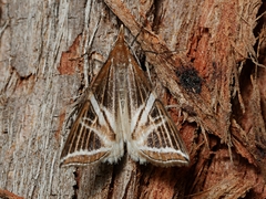 Phrataria transcissata