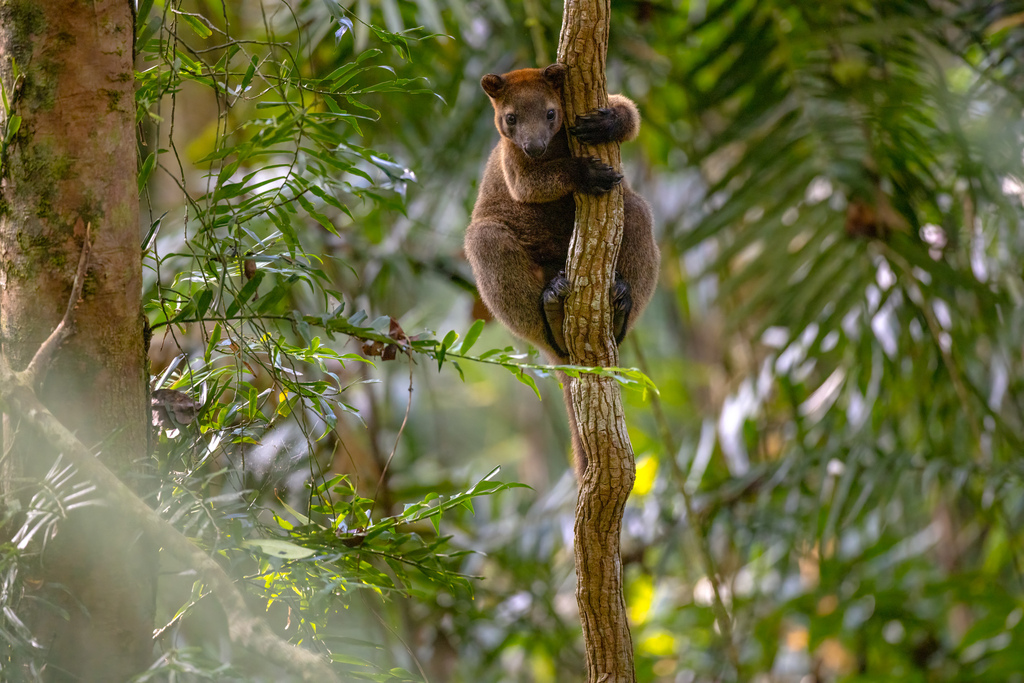 Bennett s Tree kangaroo From Cape Tribulation QLD 4873 Australia On Bennett s Tree kangaroo From Cape Tribulation QLD 4873 Australia On