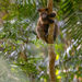 Bennett's Tree Kangaroo - Photo (c) David White, some rights reserved (CC BY-NC), uploaded by David White