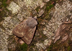 Perigrapha wimmeri