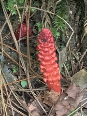 Balanophora laxiflora