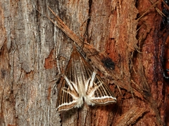 Phrataria transcissata