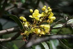 Acridocarpus natalitius