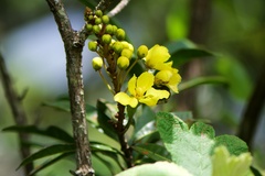 Acridocarpus natalitius