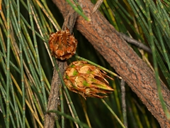 Cylindrococcus spiniferus