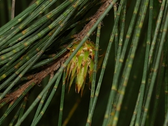 Cylindrococcus spiniferus