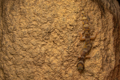 Oedura castelnaui