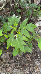 Tacca leontopetaloides