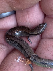 Hemiergis decresiensis