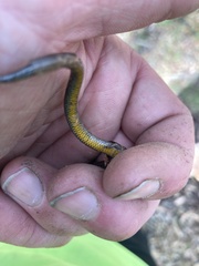 Hemiergis decresiensis