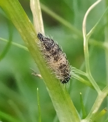 Rogadinae