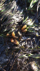Halosaccion glandiforme