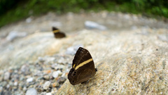 Abisara fylla