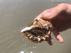 Monoplex parthenopeus