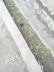 Hypolimnas bolina bolina