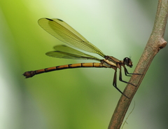 Diphlebia euphoeoides