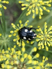 Mausoleopsis amabilis