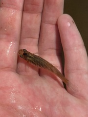 Poecilia reticulata
