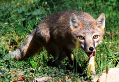 Vulpes velox