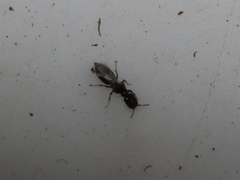 Cephalonomia