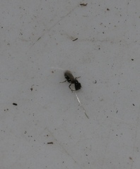 Cephalonomia