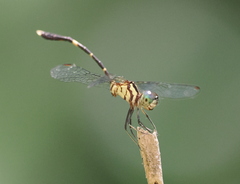 Nannophlebia eludens