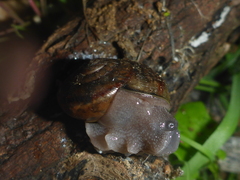 Helminthoglypta phlyctaena