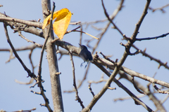 Polioptila
